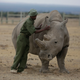 Keeper Zachariah Mutai attends to Fatu, one of only two female northern white rhinos left in the world, in the pen where she is kept for observation, at the Ol Pejeta Conservancy in Laikipia county in Kenya Friday, March 2, 2018.